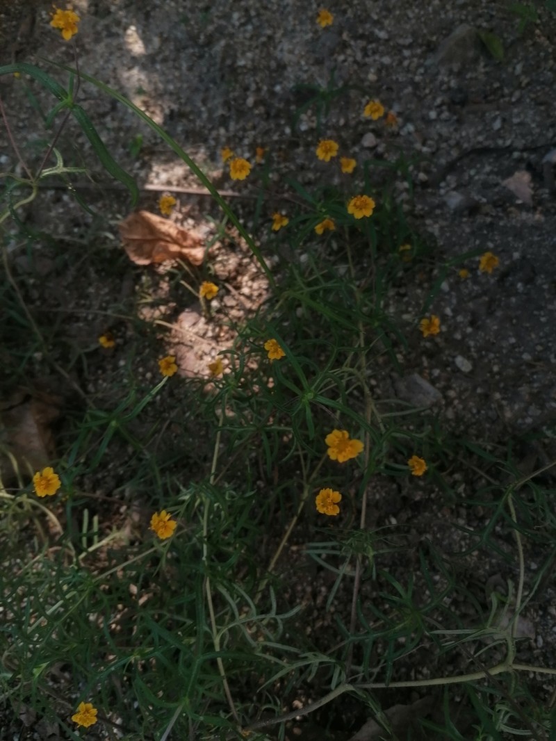 Melampodium linearilobum photo 7