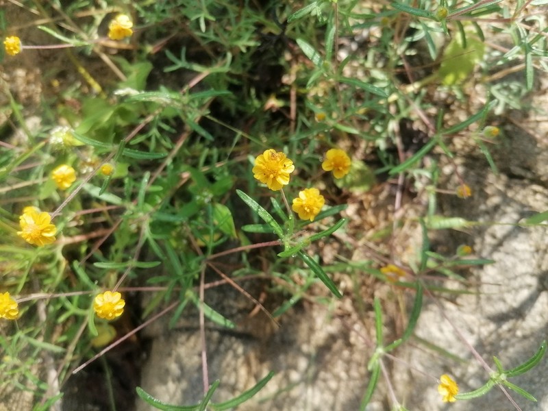 Melampodium linearilobum photo 8