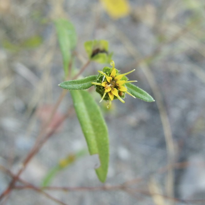 Arizona Blackfoot