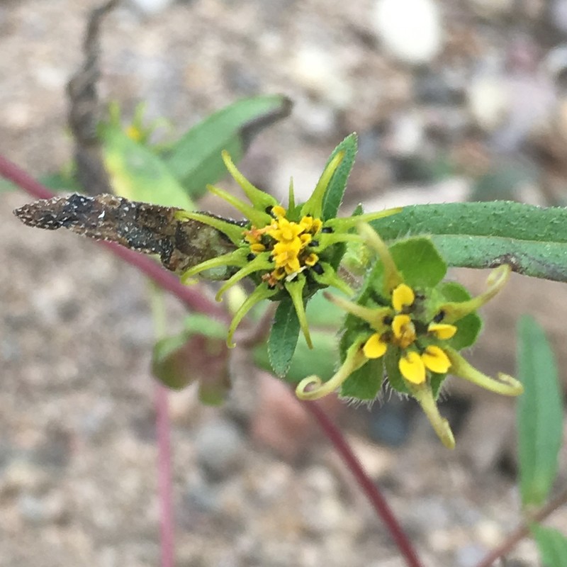 Arizona Blackfoot photo 2