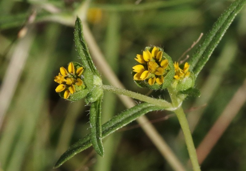 Arizona Blackfoot photo 4