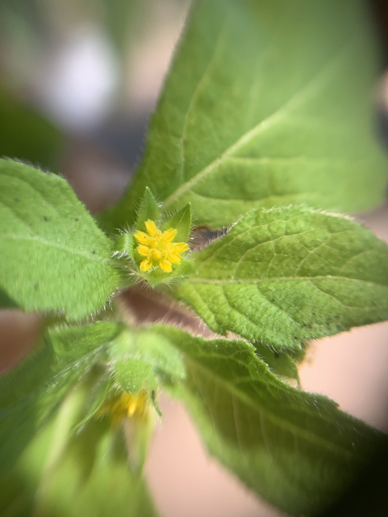 Melampodium longifolium