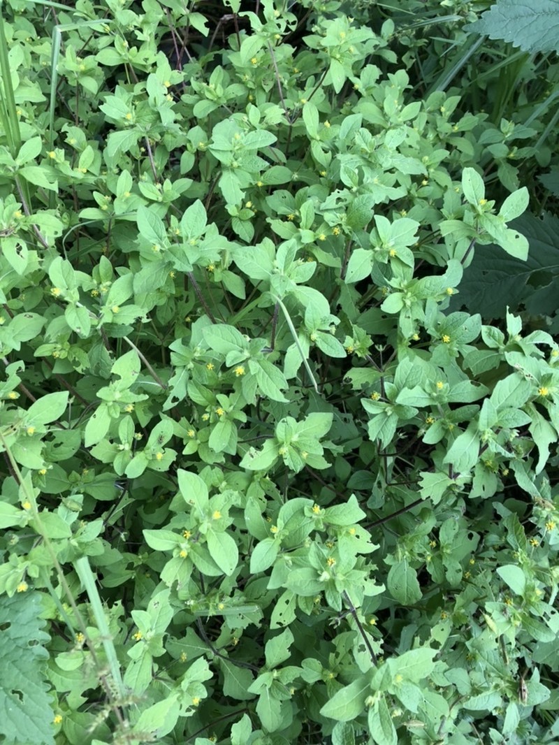 Melampodium longifolium photo 2