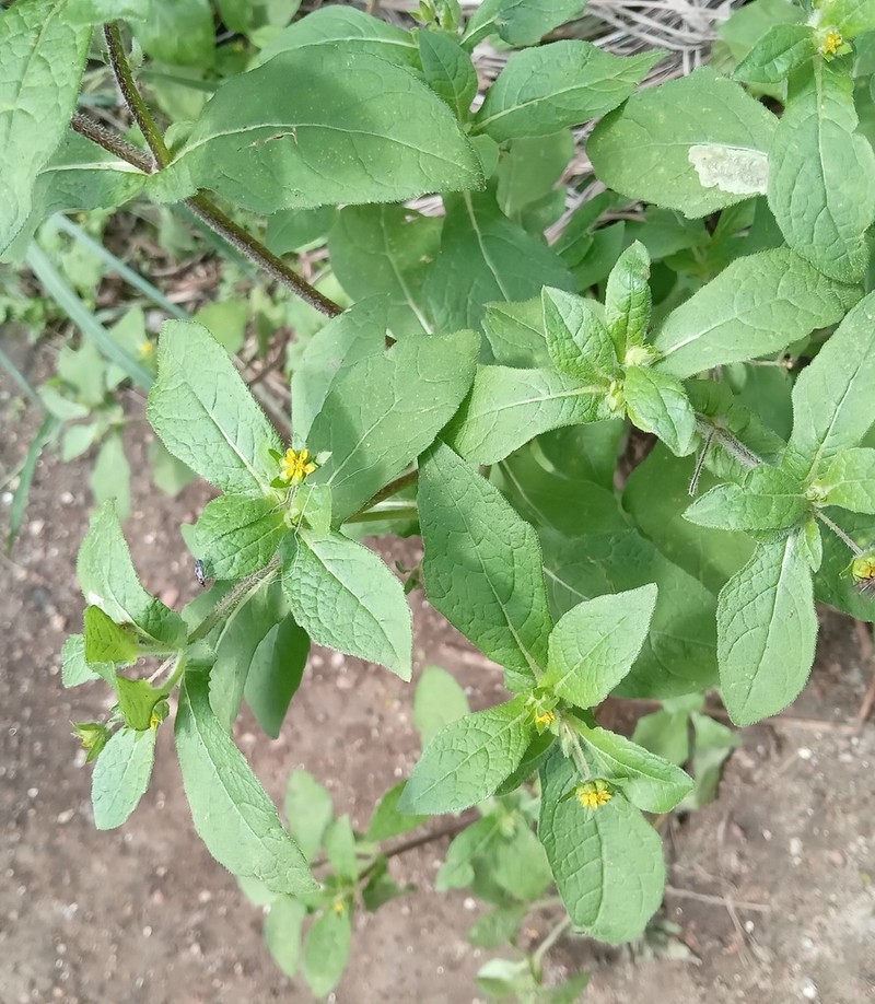 Melampodium longifolium photo 3