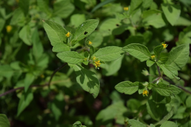 Melampodium longifolium photo 4