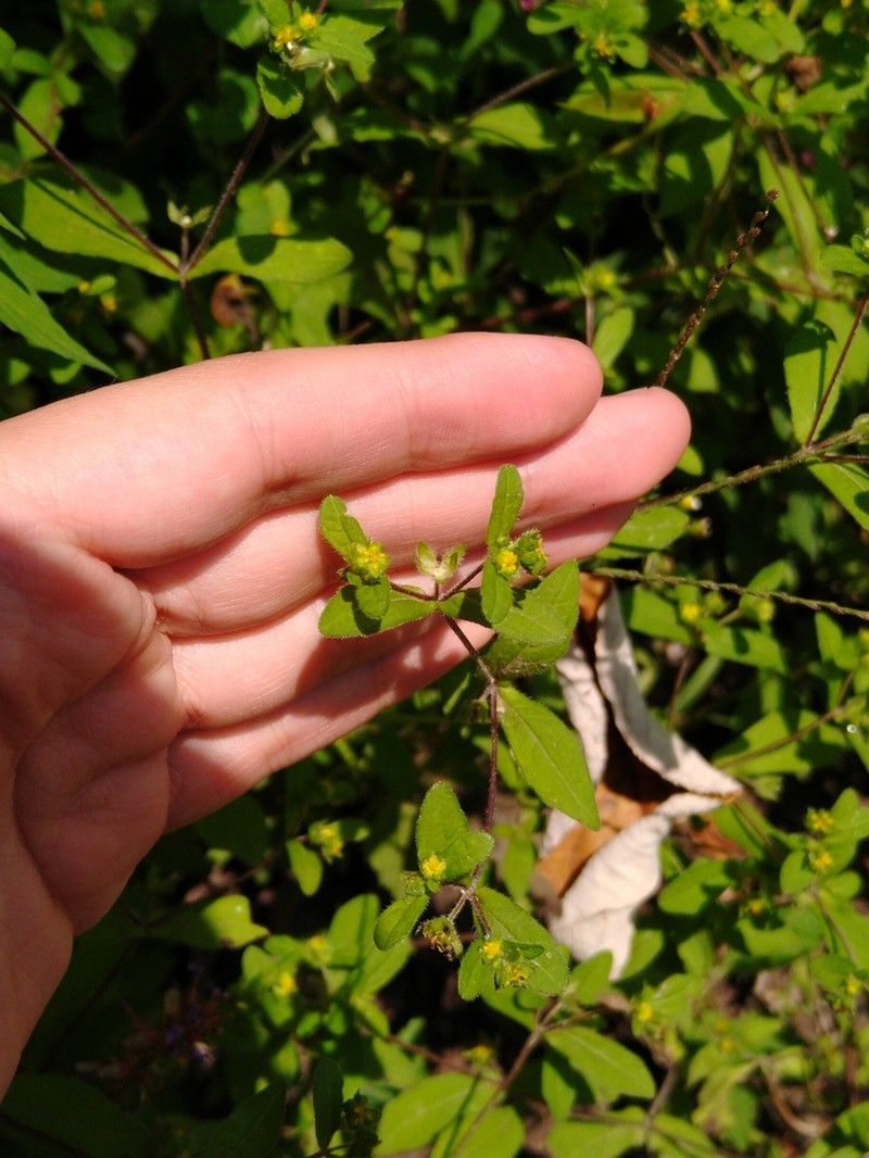 Melampodium longifolium photo 5