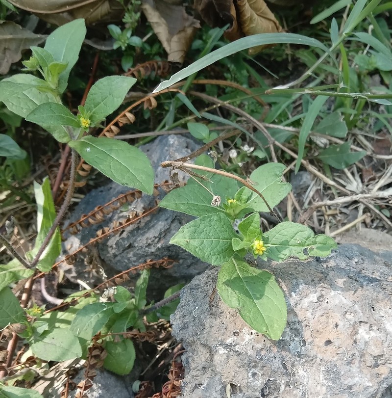 Melampodium longifolium photo 6
