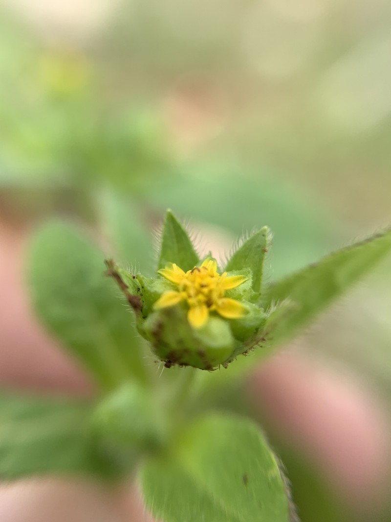Melampodium longifolium photo 8