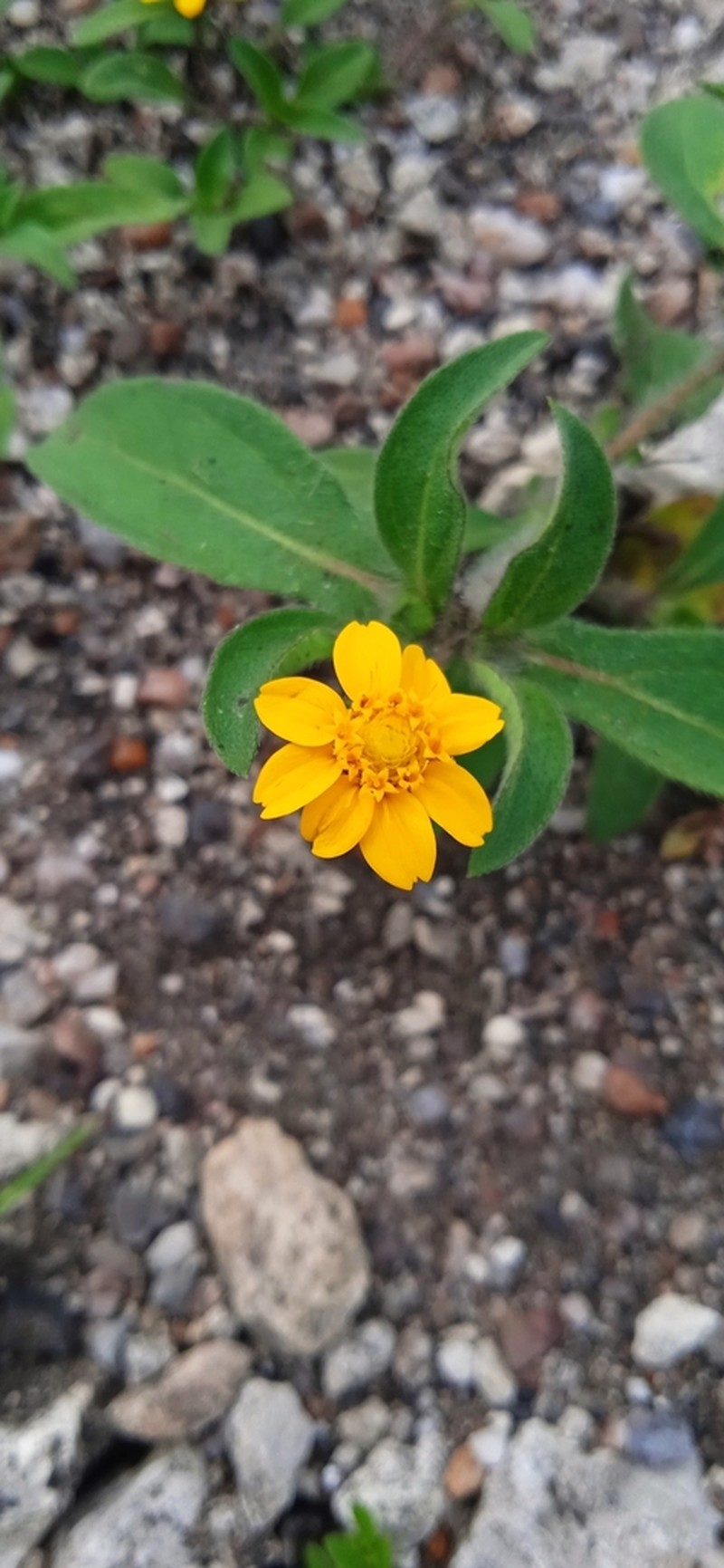 Melampodium longipilum
