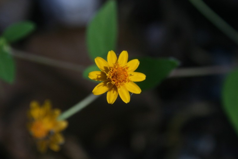 Melampodium longipilum photo 2