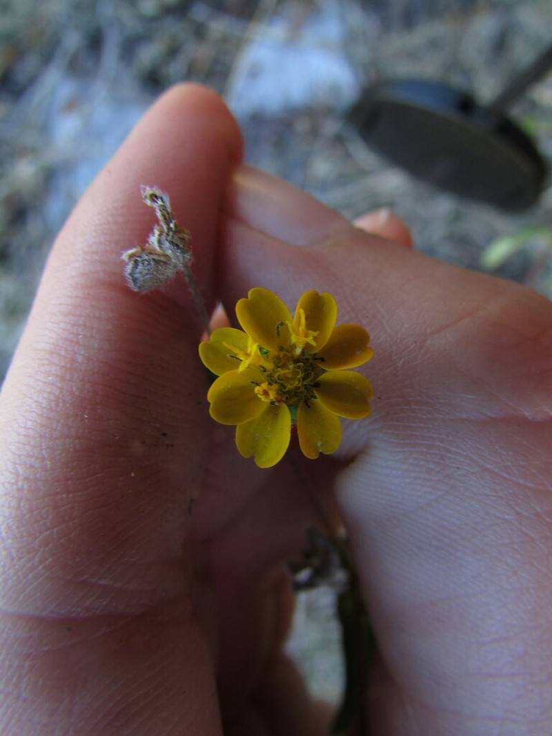 Melampodium longipilum photo 3