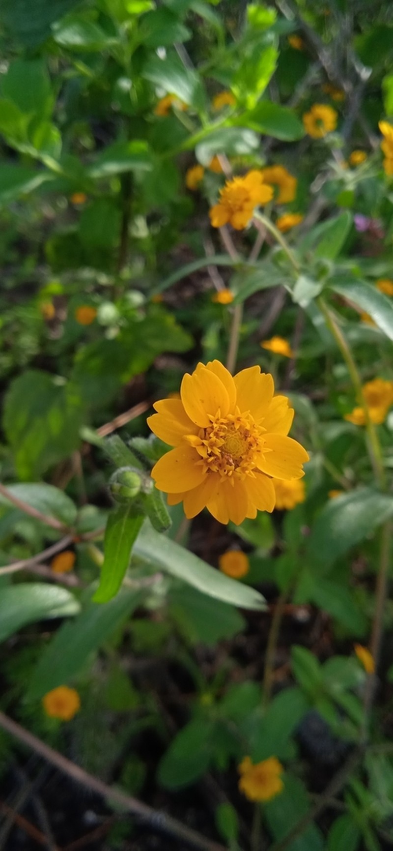 Melampodium longipilum photo 6