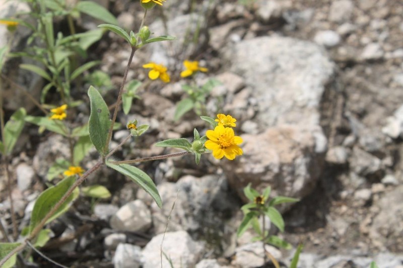 Melampodium longipilum photo 7