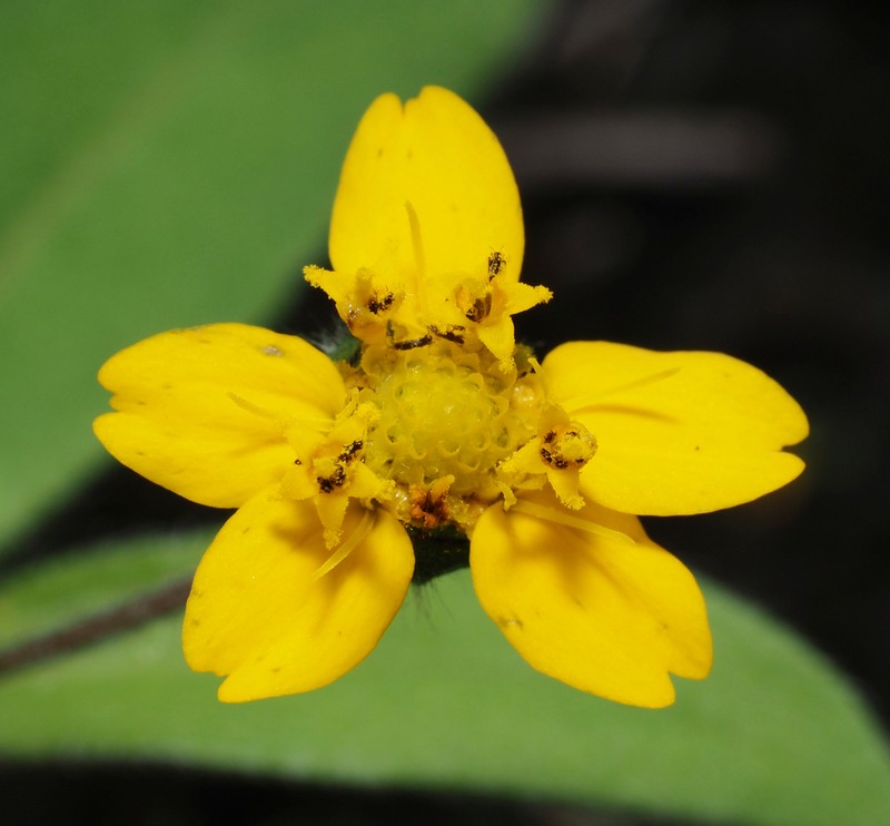 Melampodium longipilum photo 8