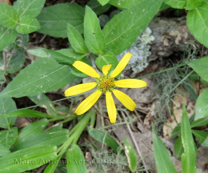 Melampodium mayfieldii