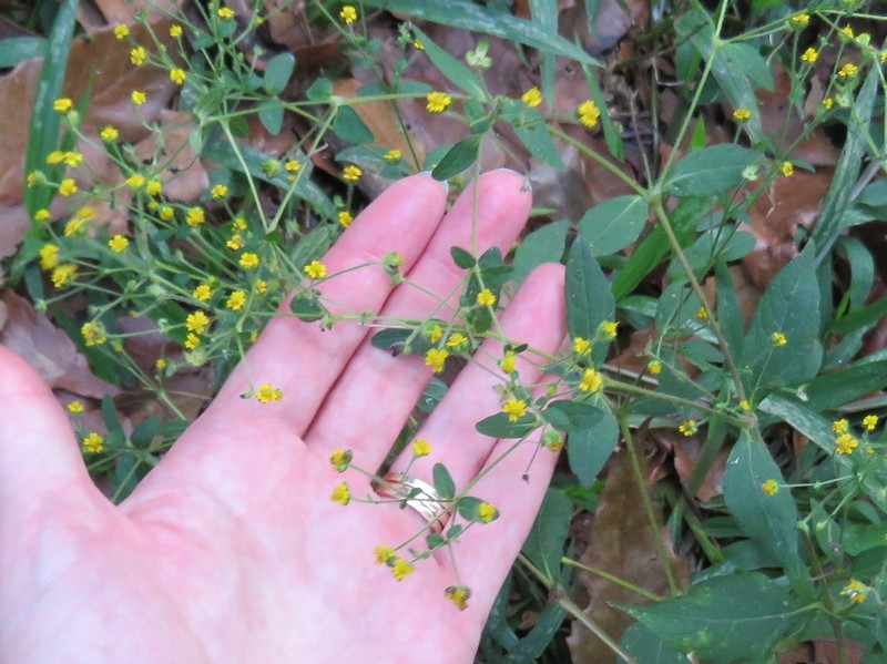 Melampodium microcephalum