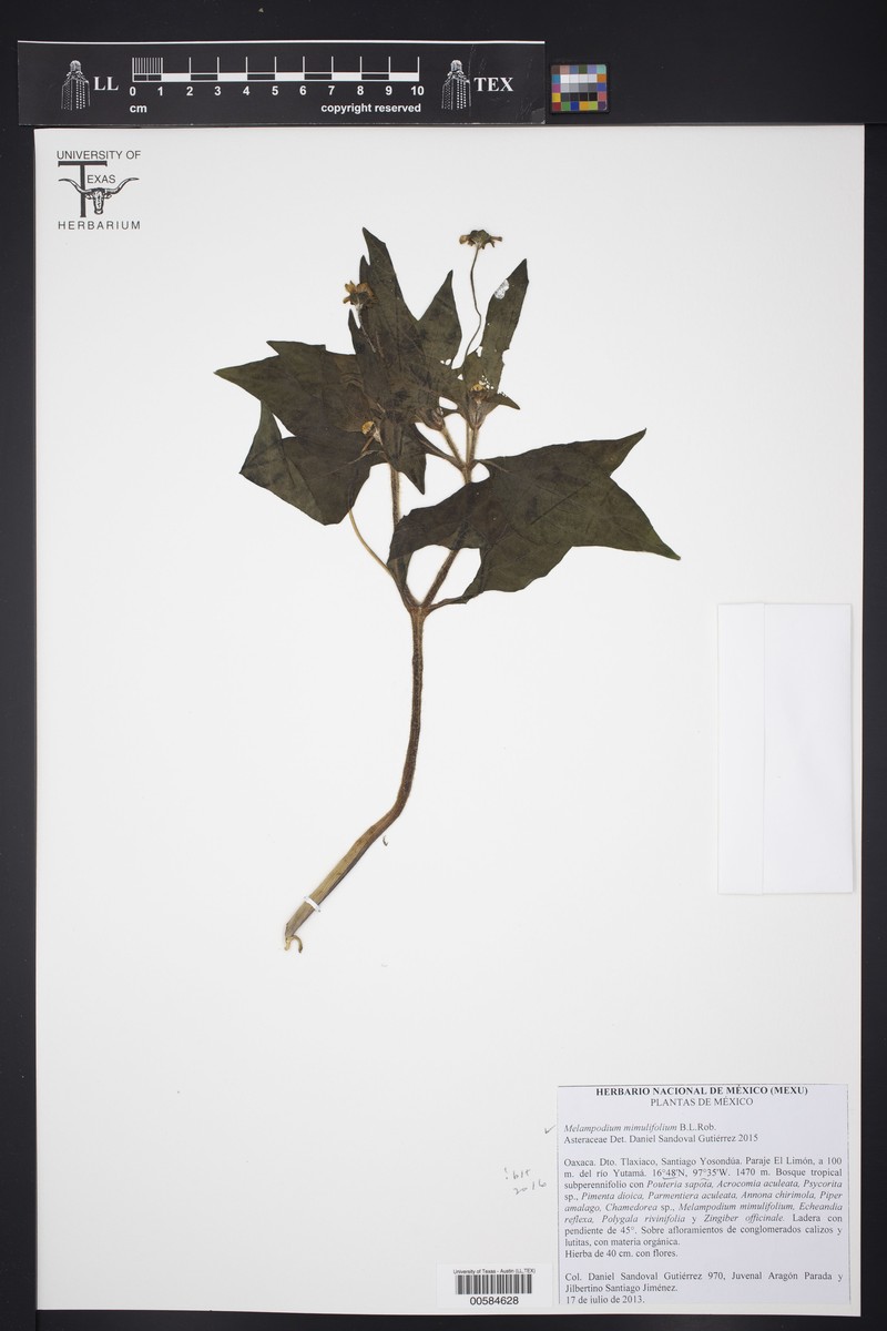 Melampodium mimulifolium