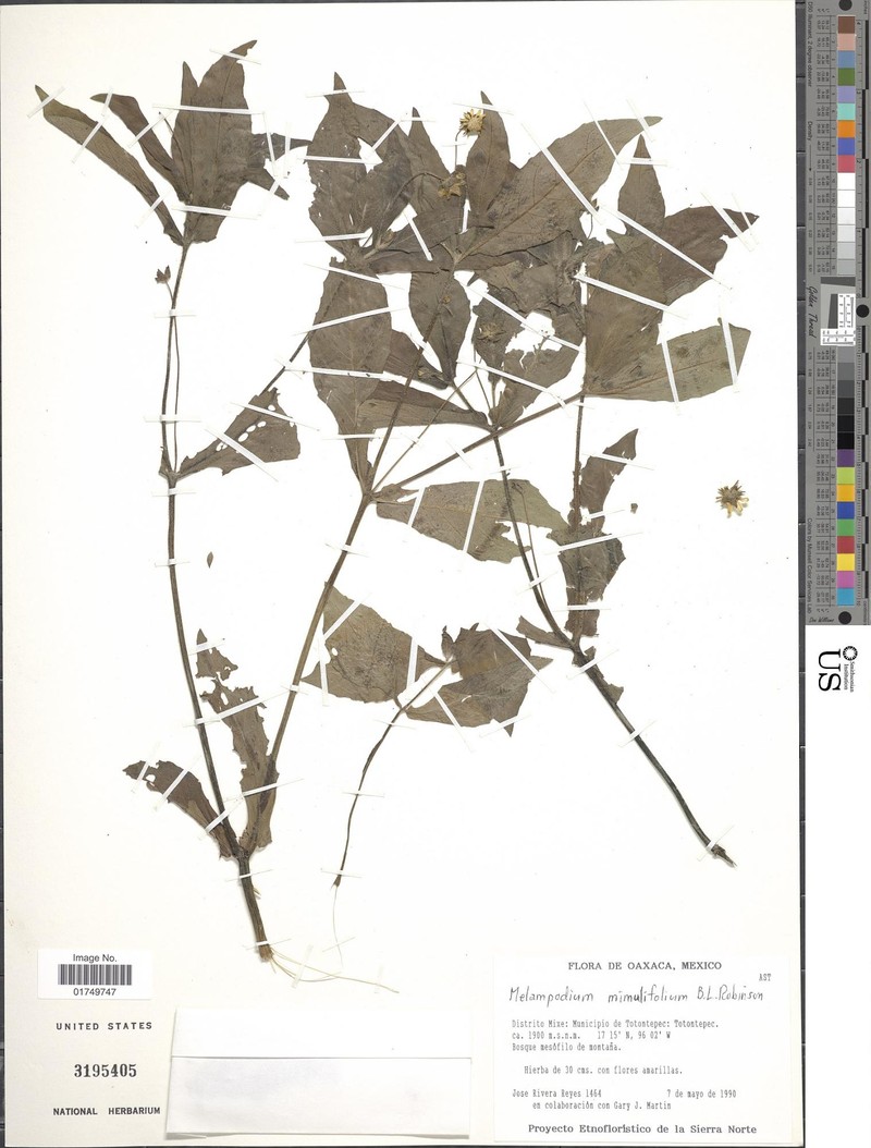 Melampodium mimulifolium photo 2
