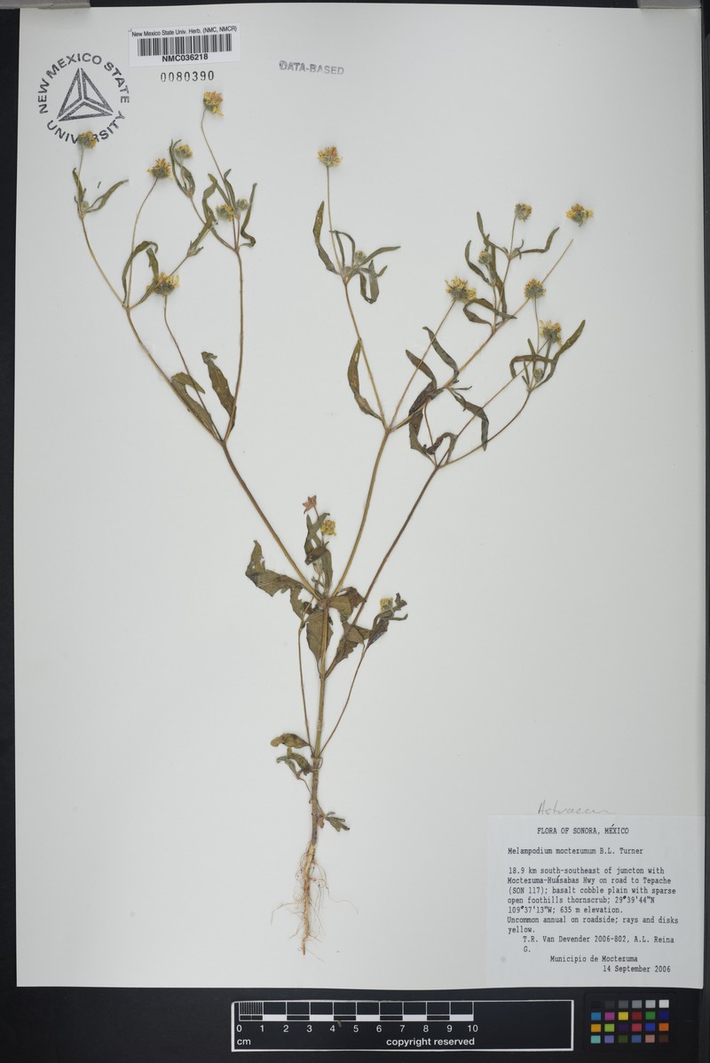 Melampodium moctezumum photo 3