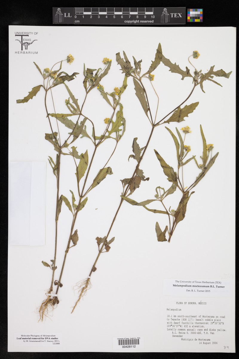 Melampodium moctezumum