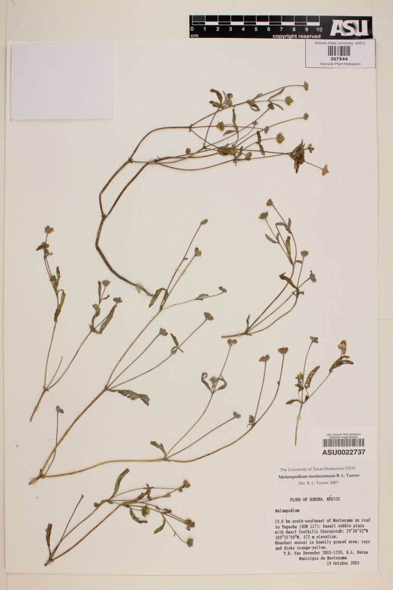 Melampodium moctezumum photo 2