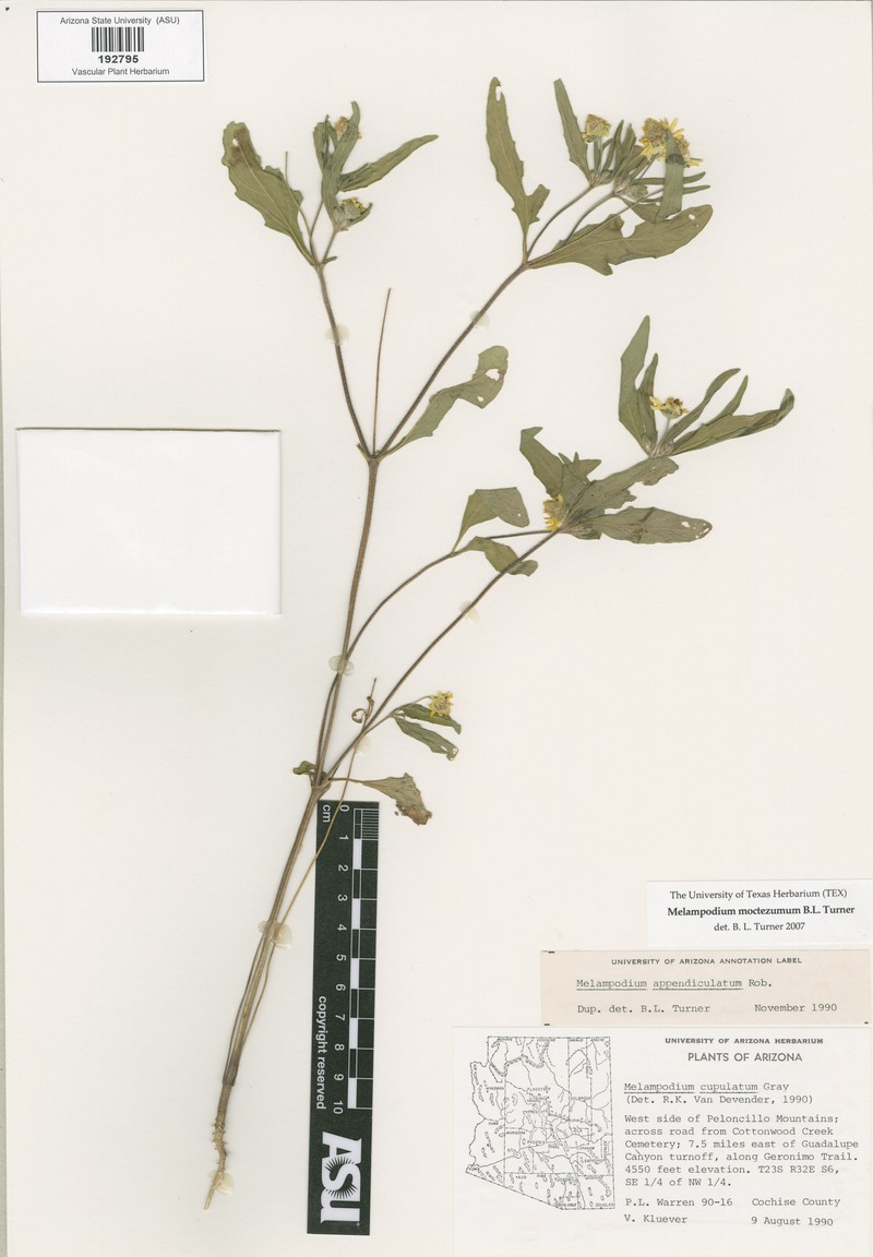 Melampodium moctezumum photo 3