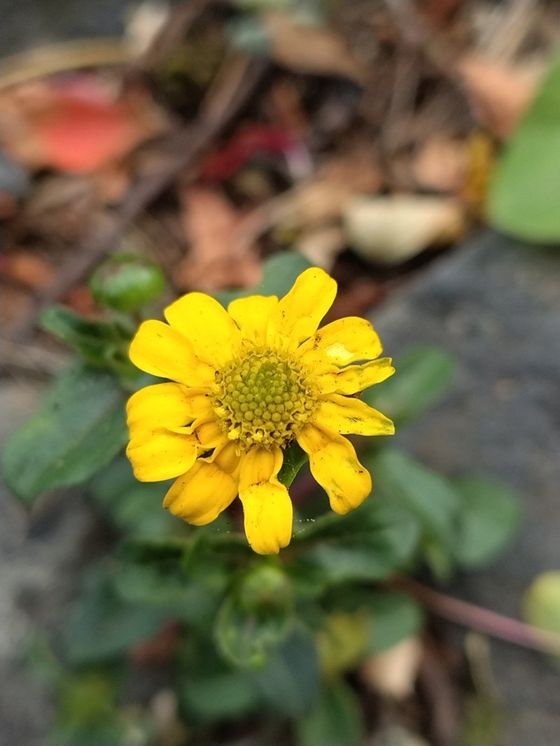 Melampodium montanum