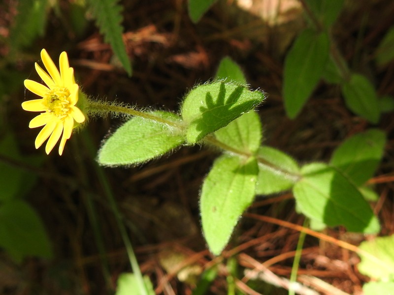 Melampodium montanum photo 2