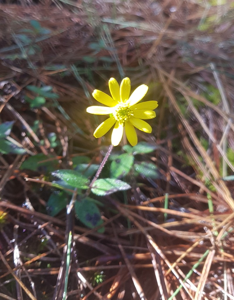 Melampodium montanum photo 3