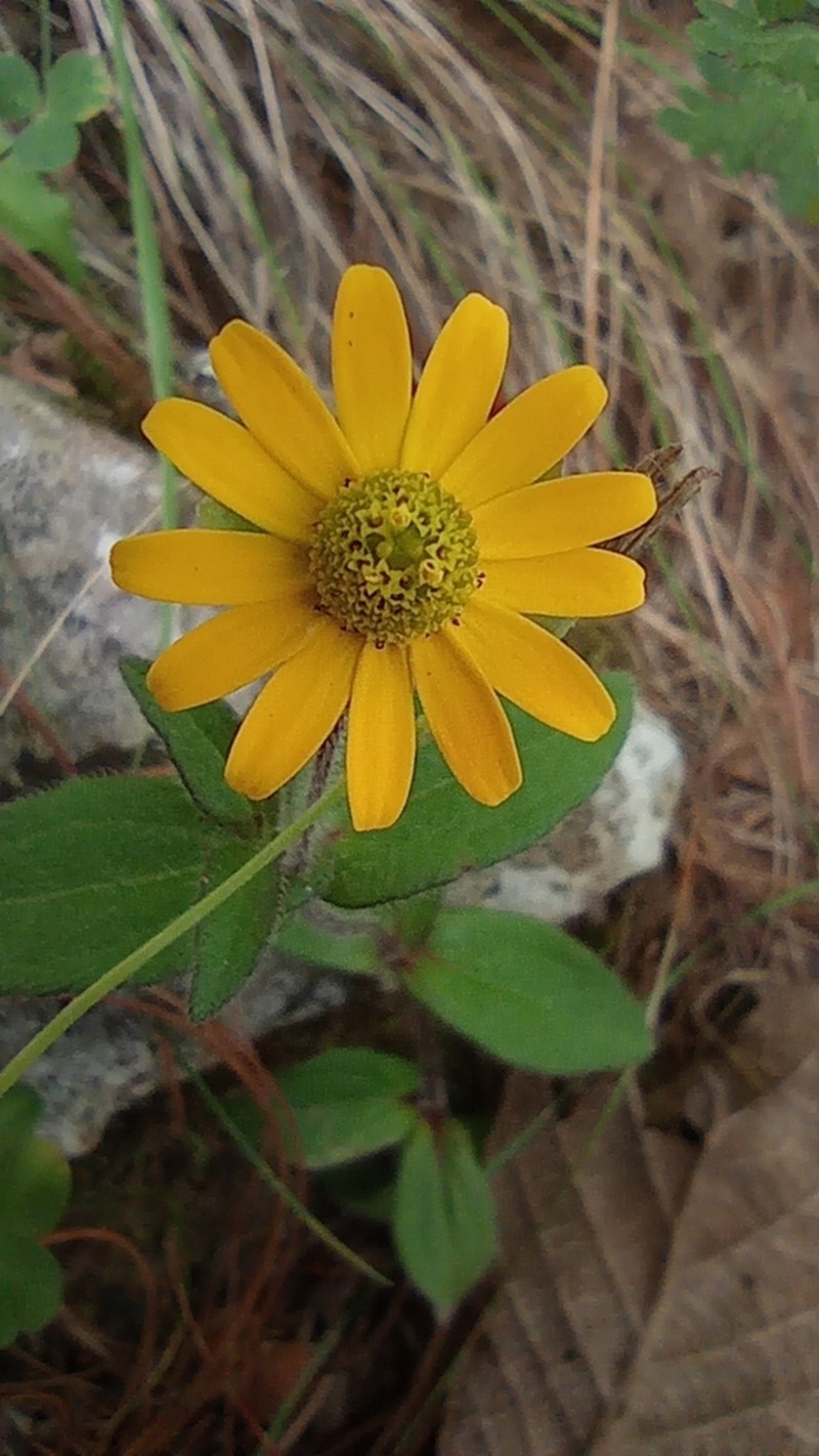 Melampodium montanum photo 4