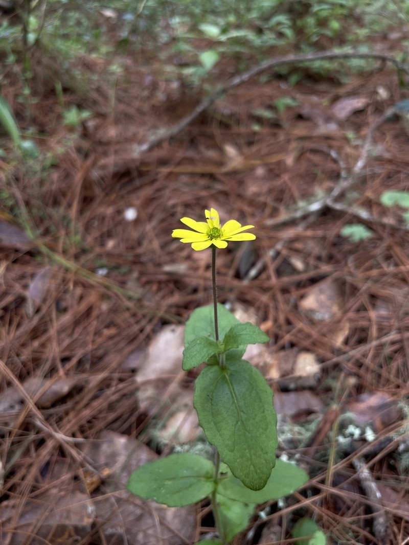 Melampodium montanum photo 5