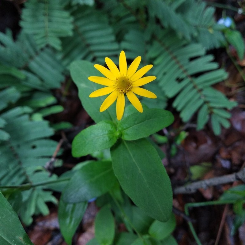 Melampodium montanum photo 6