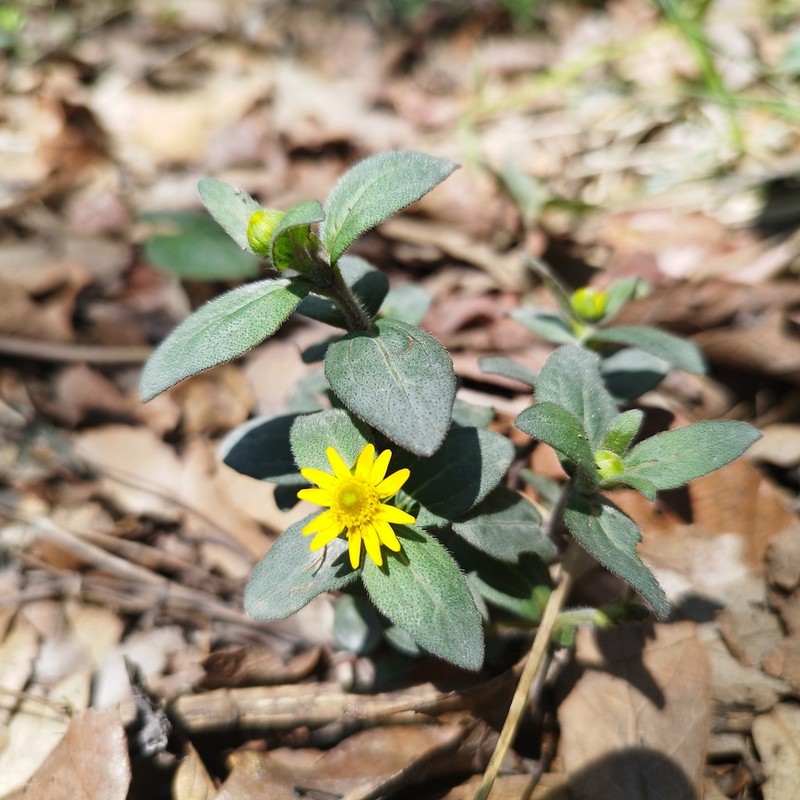 Melampodium montanum photo 7