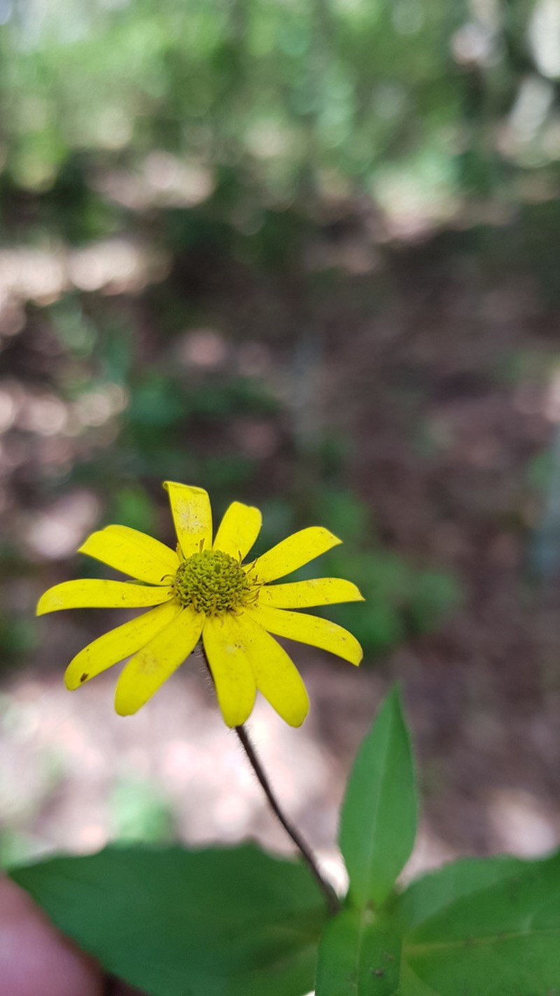 Melampodium montanum photo 8