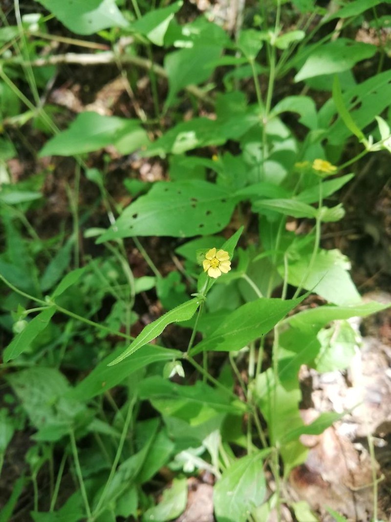 Melampodium nutans