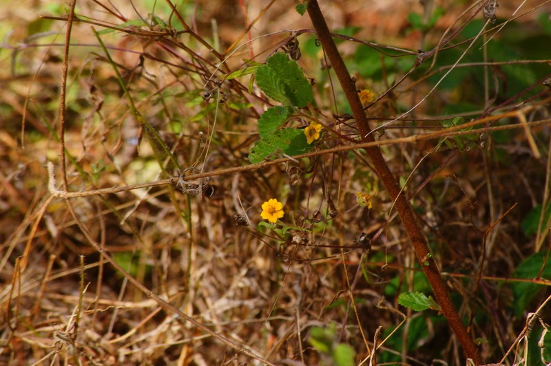 Melampodium nutans photo 2