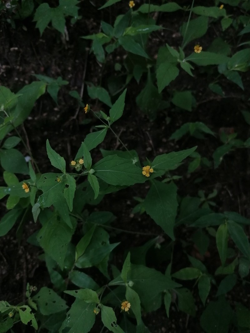 Melampodium nutans photo 3