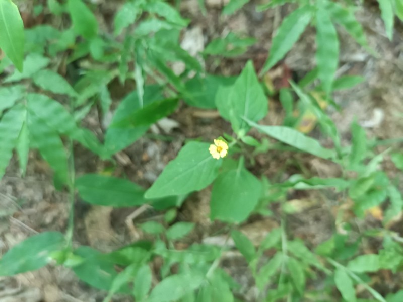 Melampodium nutans photo 4