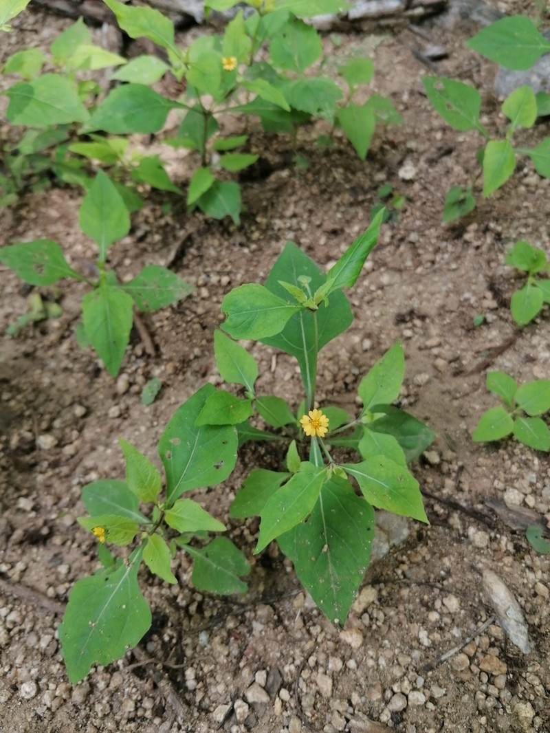 Melampodium nutans photo 5