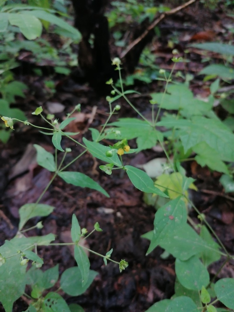 Melampodium nutans photo 6