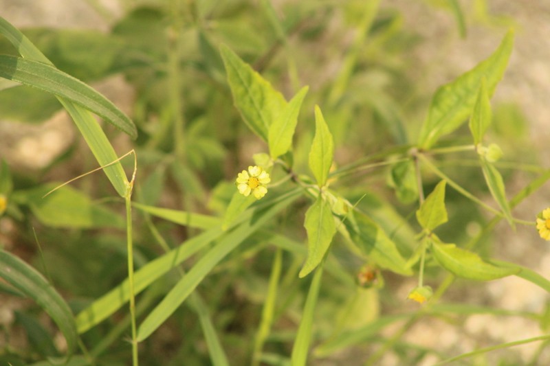 Melampodium nutans photo 8