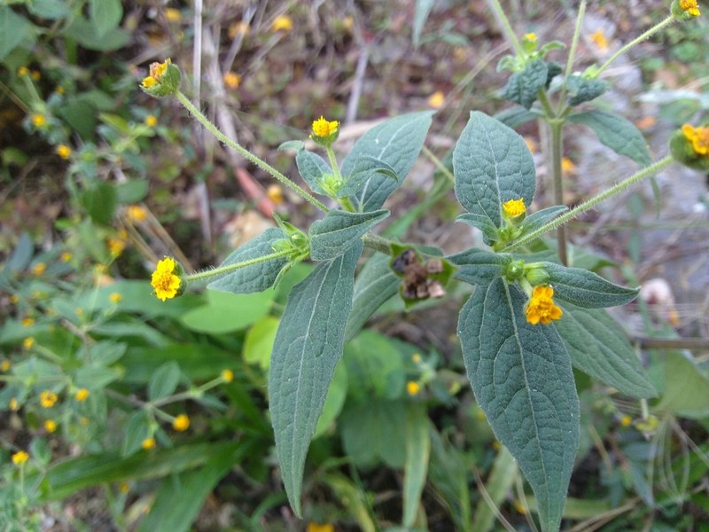 Melampodium paniculatum