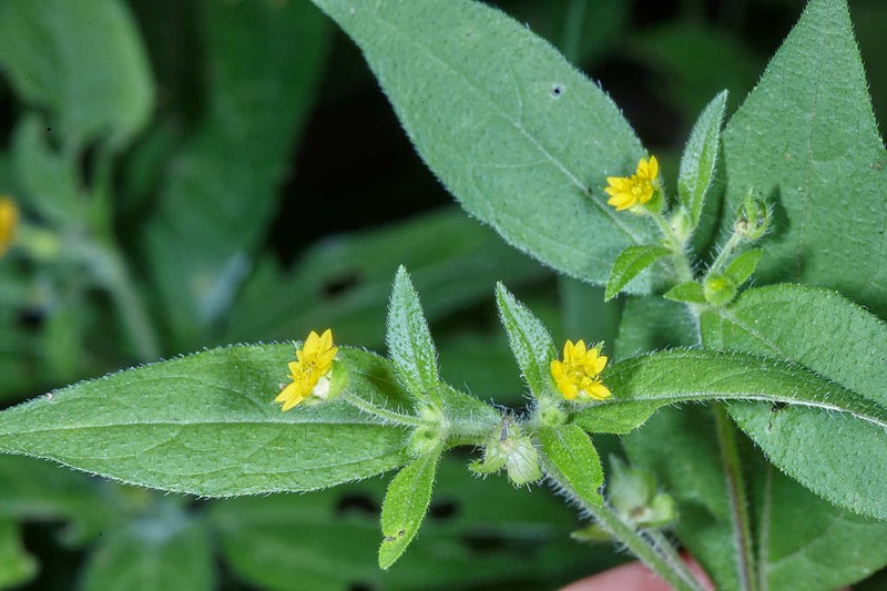 Melampodium paniculatum photo 2