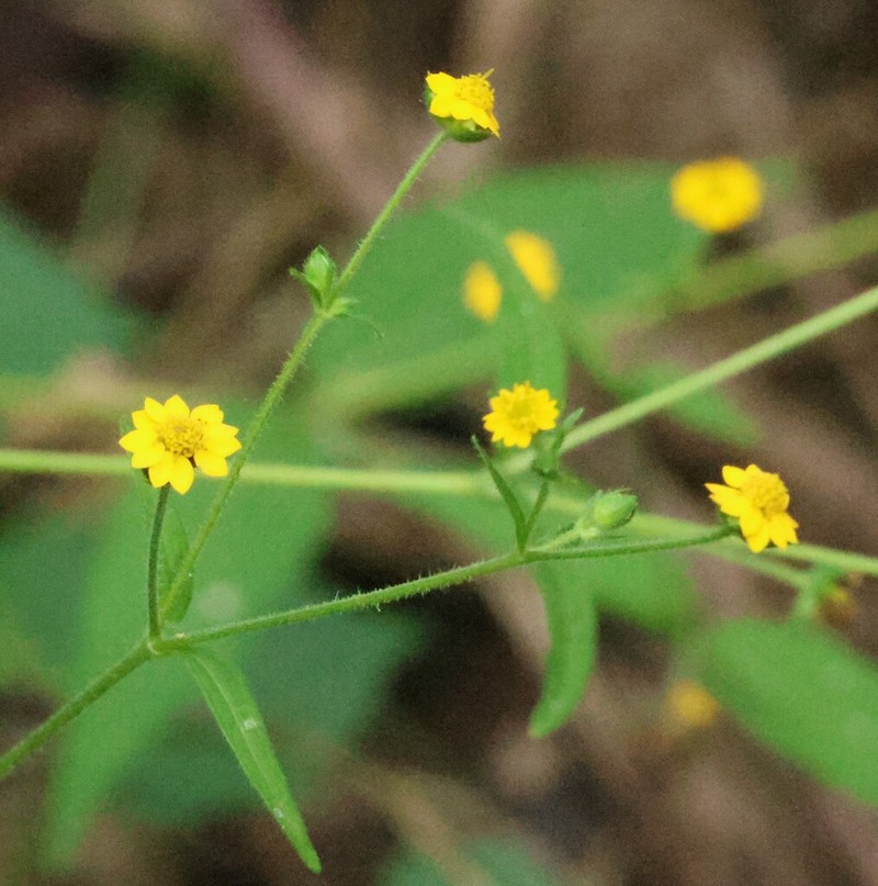 Melampodium paniculatum photo 3