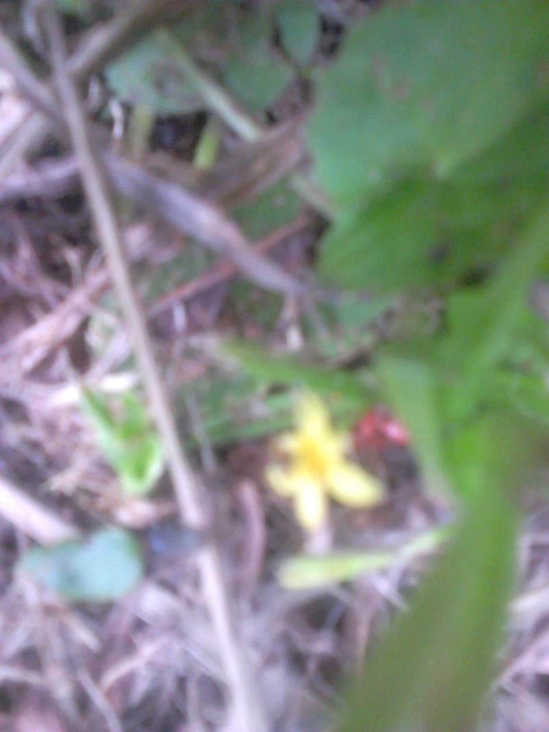 Melampodium paniculatum photo 4