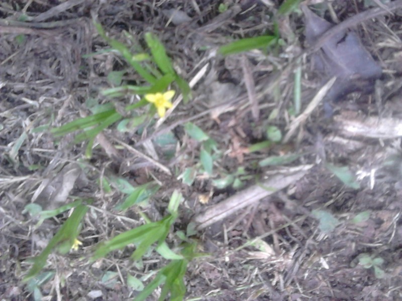 Melampodium paniculatum photo 5