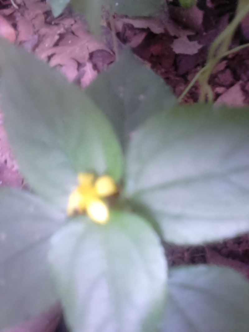 Melampodium paniculatum photo 6