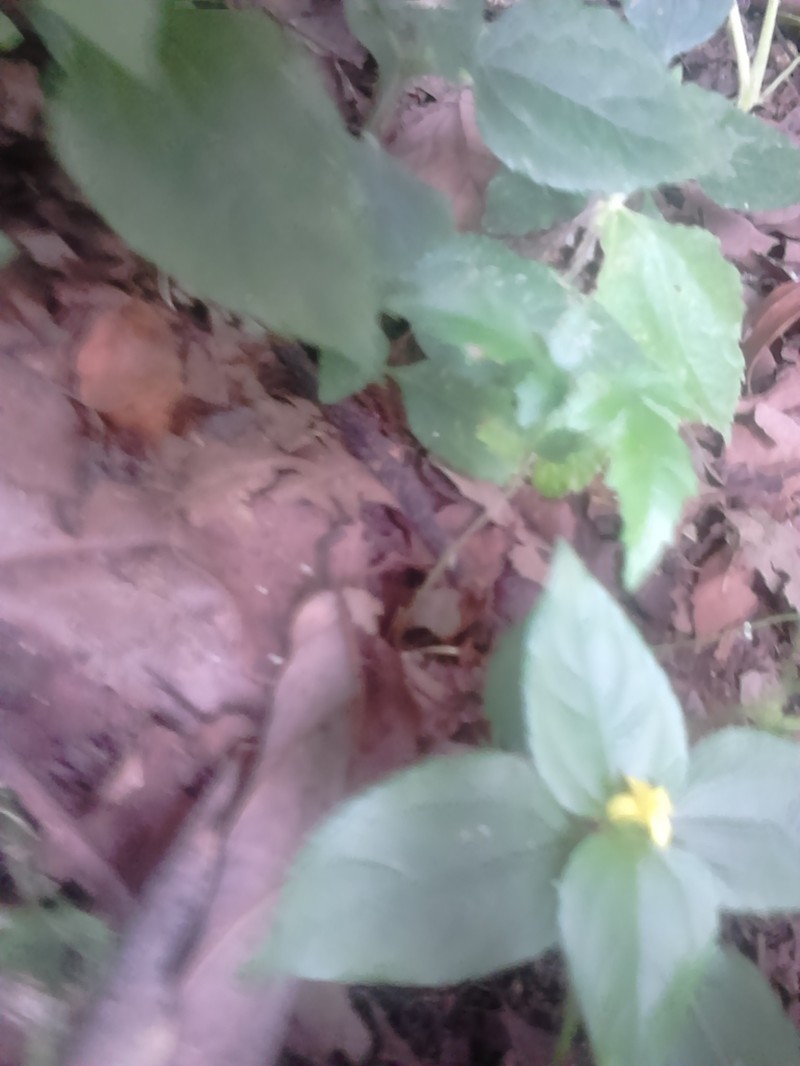 Melampodium paniculatum photo 7