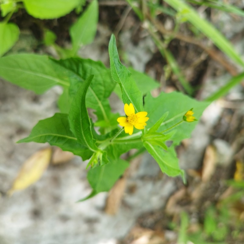 Melampodium paniculatum photo 8