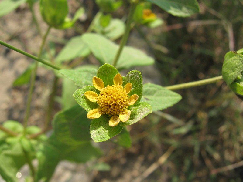 Perfoliate Blackfoot photo 2